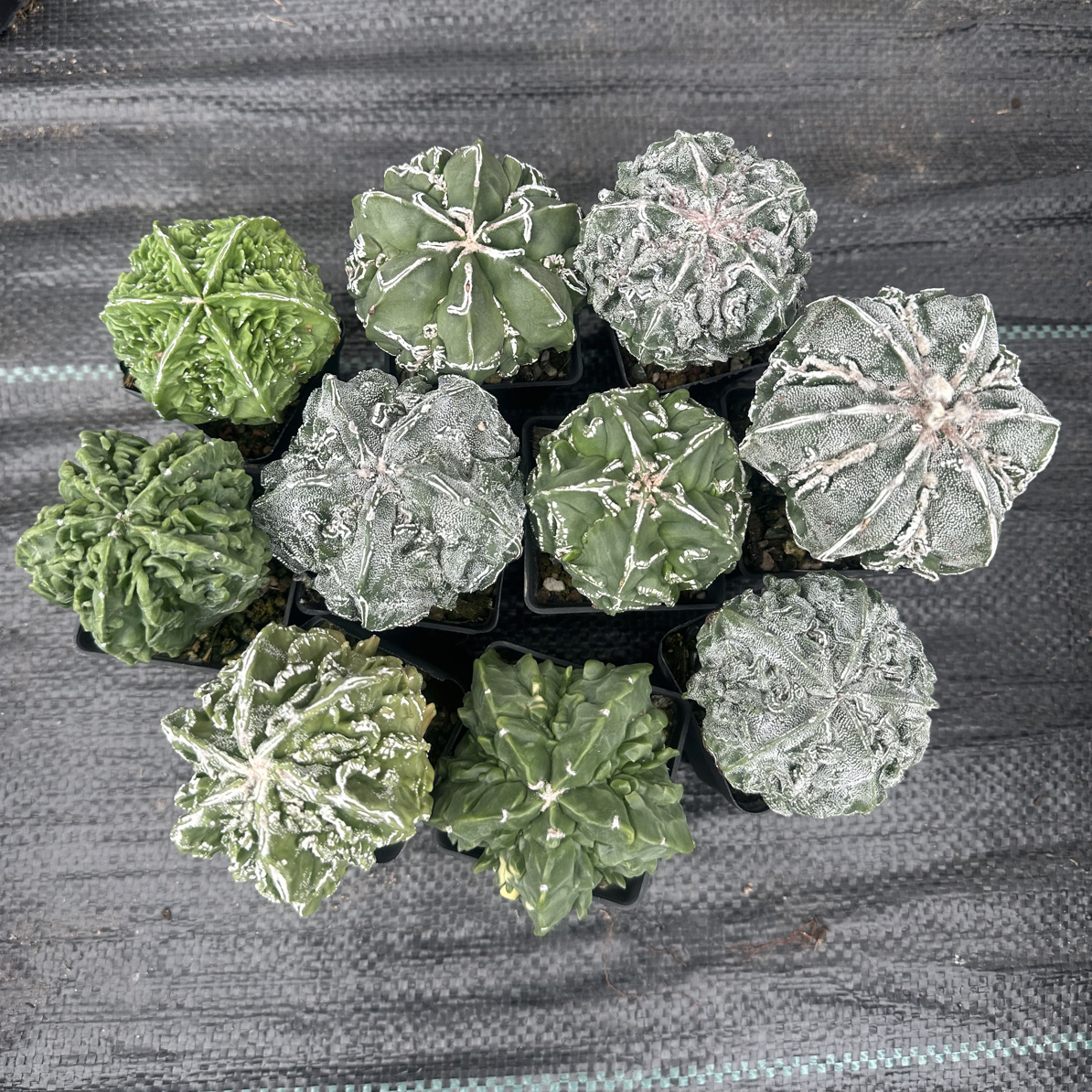 实生鸾凤仙人球会开花好养防辐射室内美观盆栽