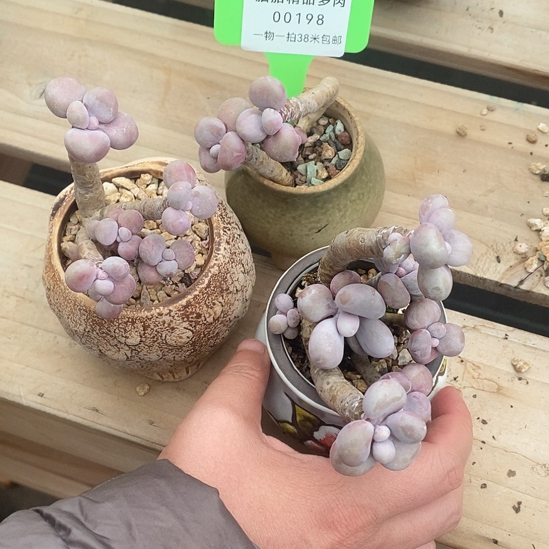 00198个借口菲菲符合宝宝奶奶