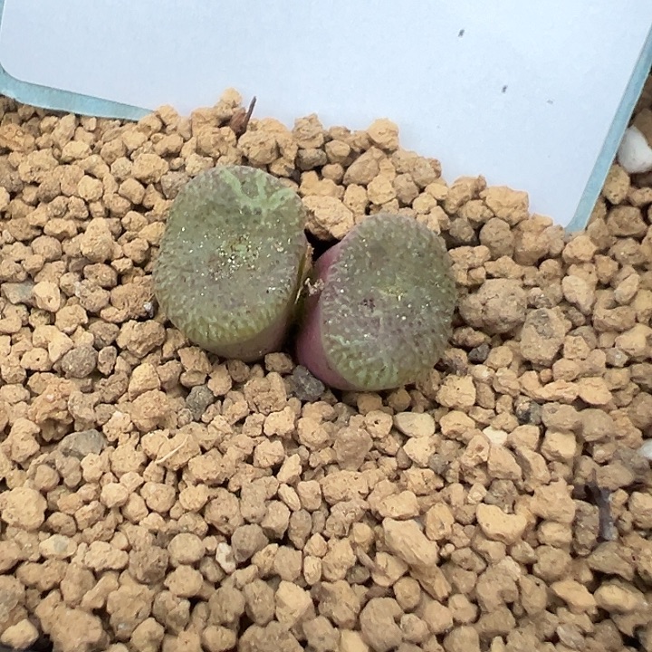 22-209肉锥多肉植物