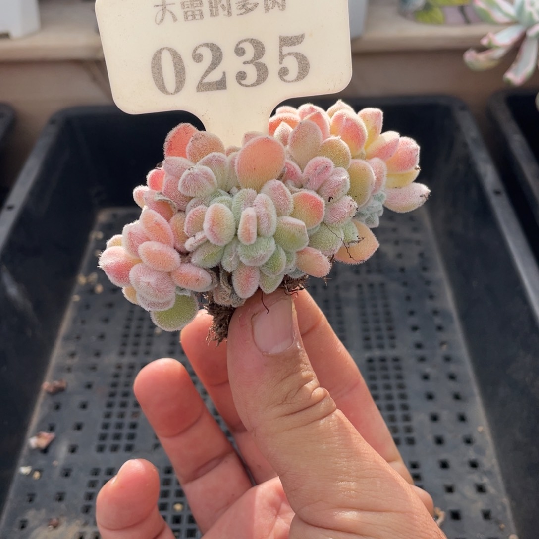 土*0235雪晃星缀不带盆7厘米