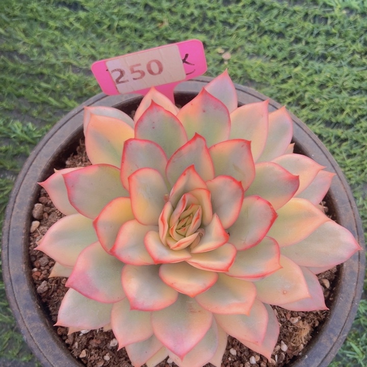 健健康康平平安安