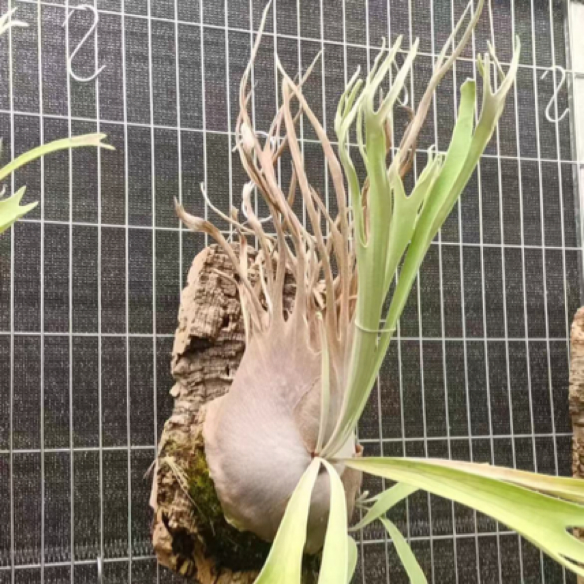奥本河银鹿/鹿王孢子苗鹿角蕨  蕨类植物 上墙植物 