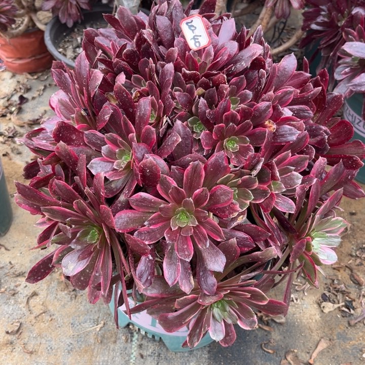 20-40赤霞飞多肉植物