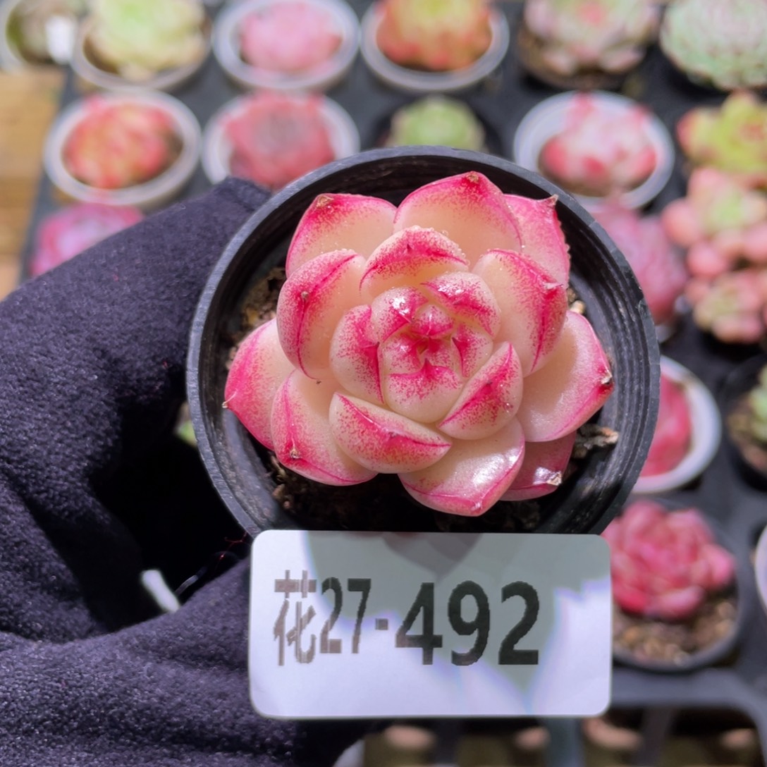 花利美27-492麦秆