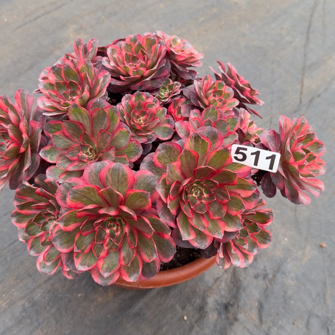 511多肉植物魅金玫瑰锦无主头特惠