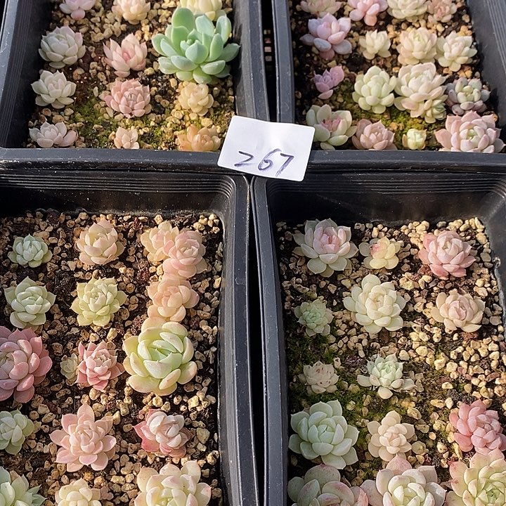 267 多肉植物盆栽花卉