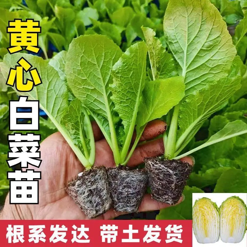 白菜秧苗秋冬季菜苗大白菜秧苗带土秋冬季种的秧苗