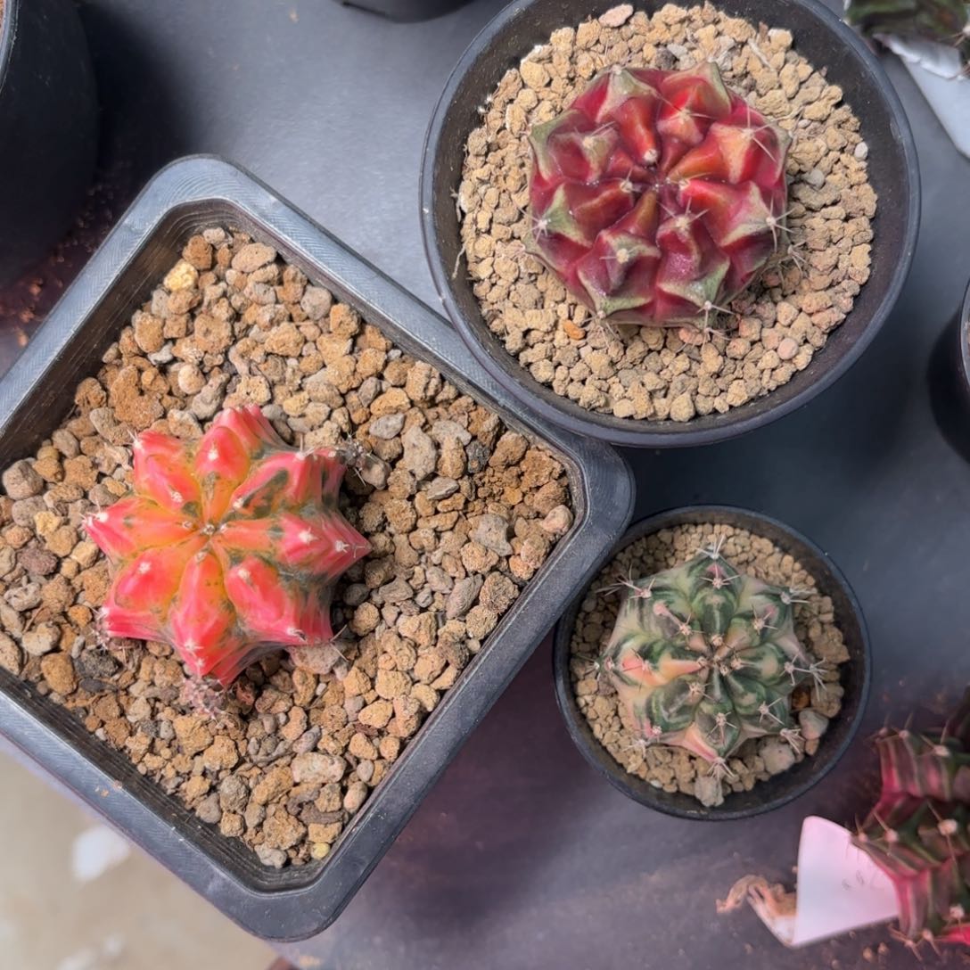 泰系米哈组合仙人球特15