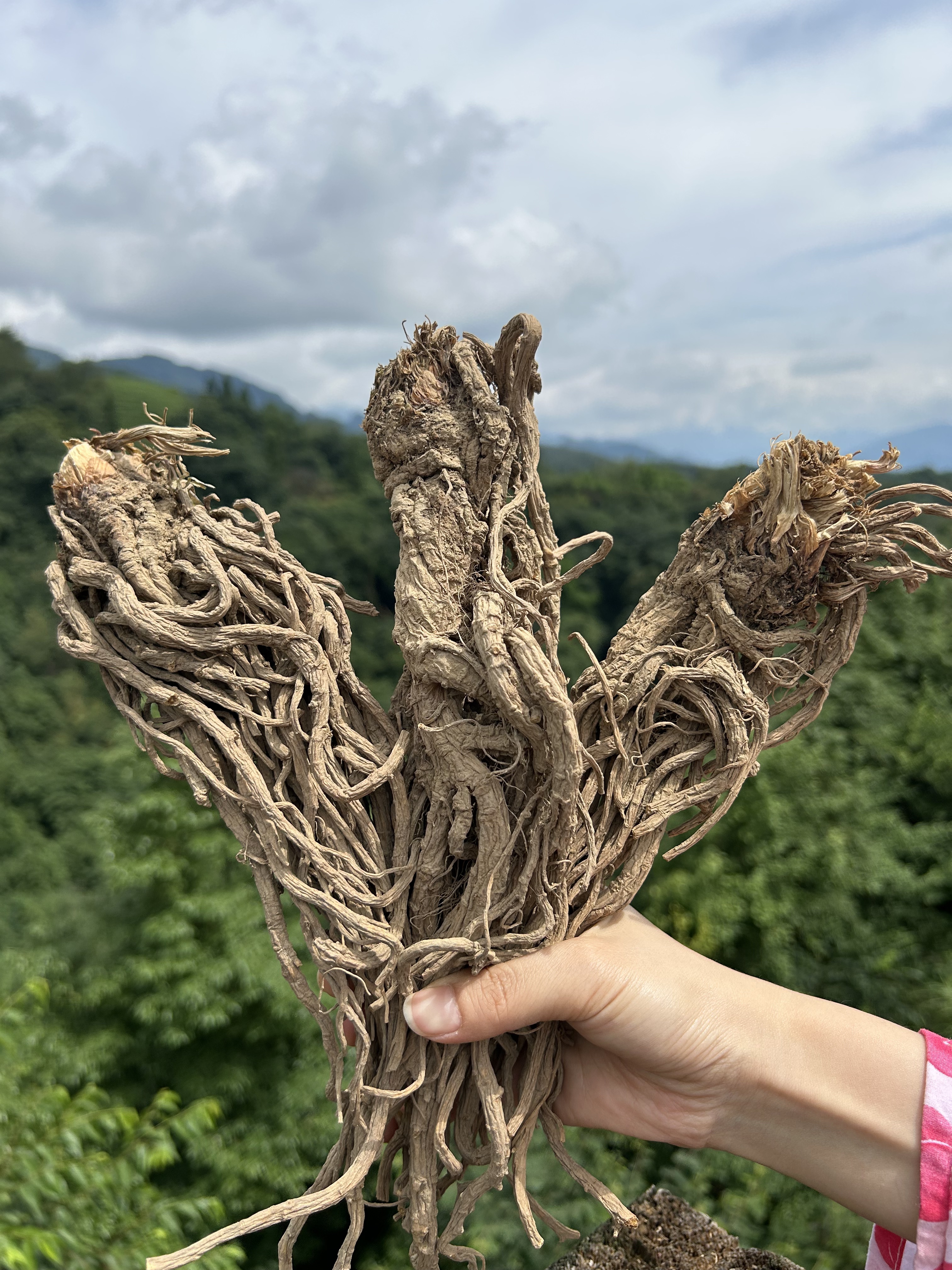 【四川深山当归】带泥整根发货 自然坡地生长未精洗
