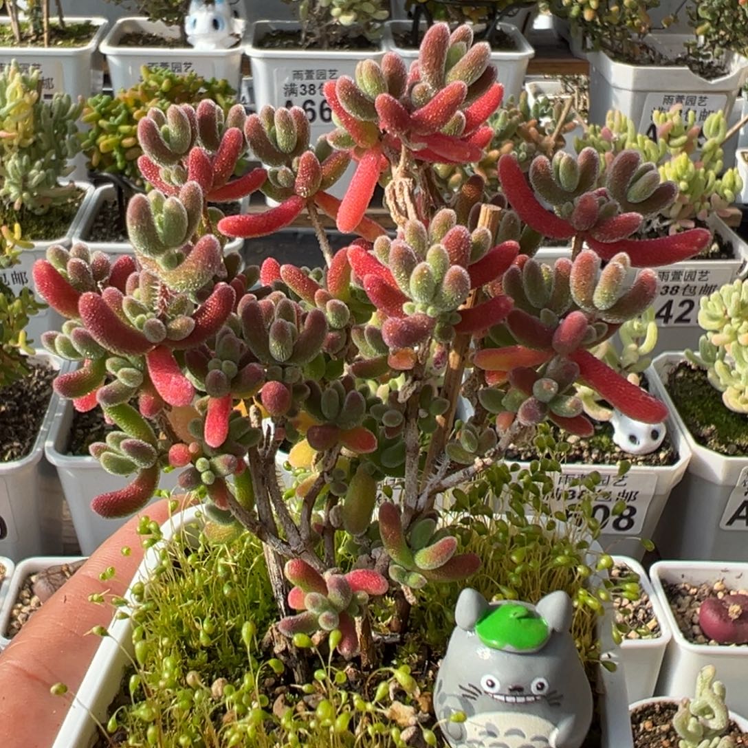 28-696枝干番杏多肉红叶优选七方盆一物一拍