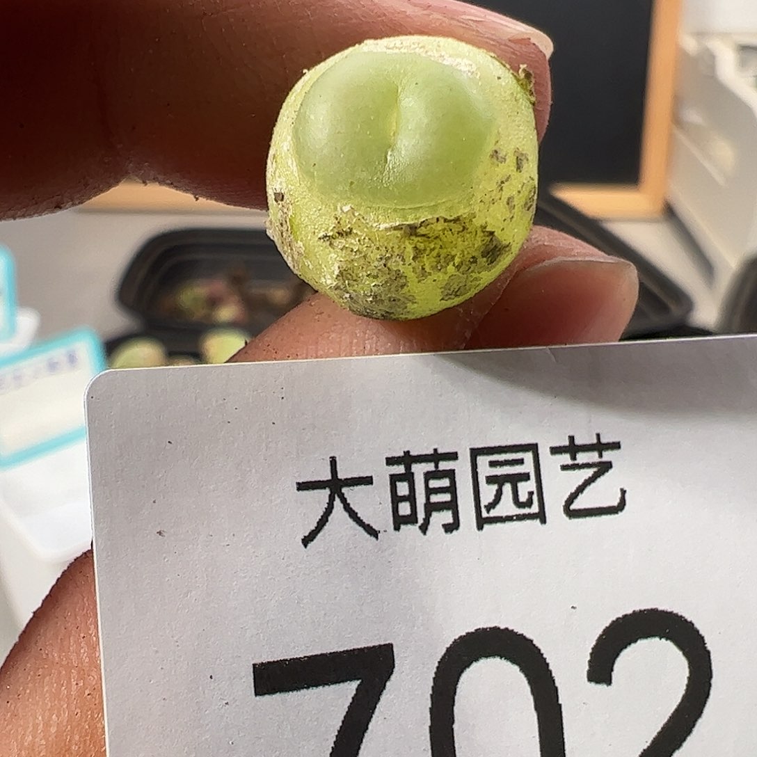 0000702 一物一拍……