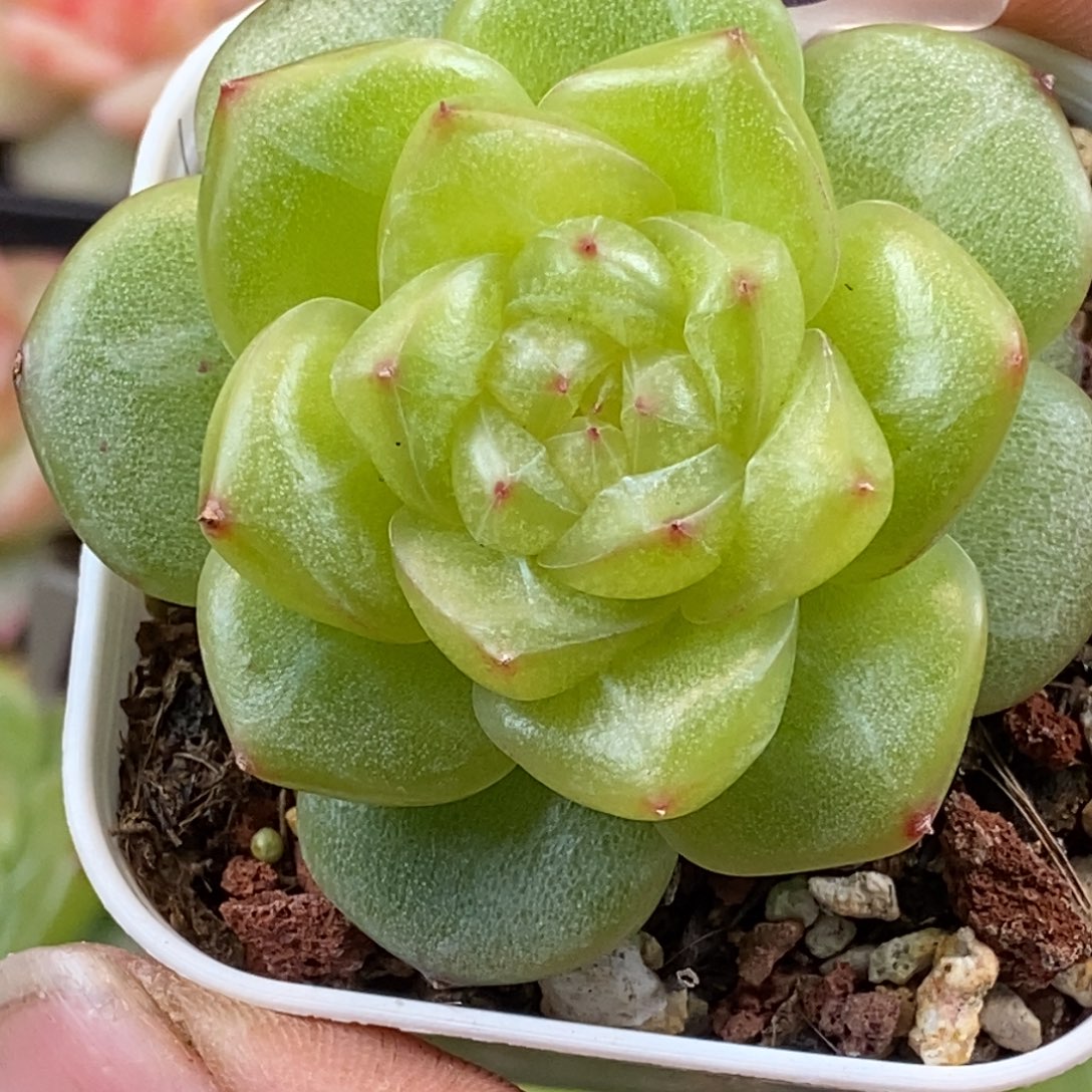 天官赐福百无禁忌