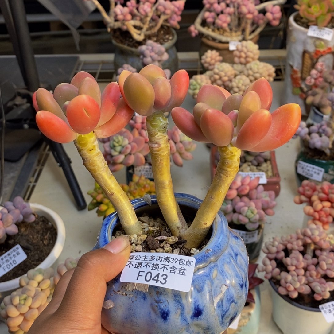 043金蟾多肉肉9c m