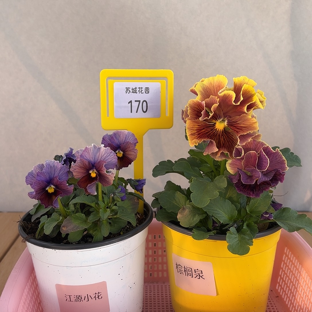 大部分开放少量花苞170