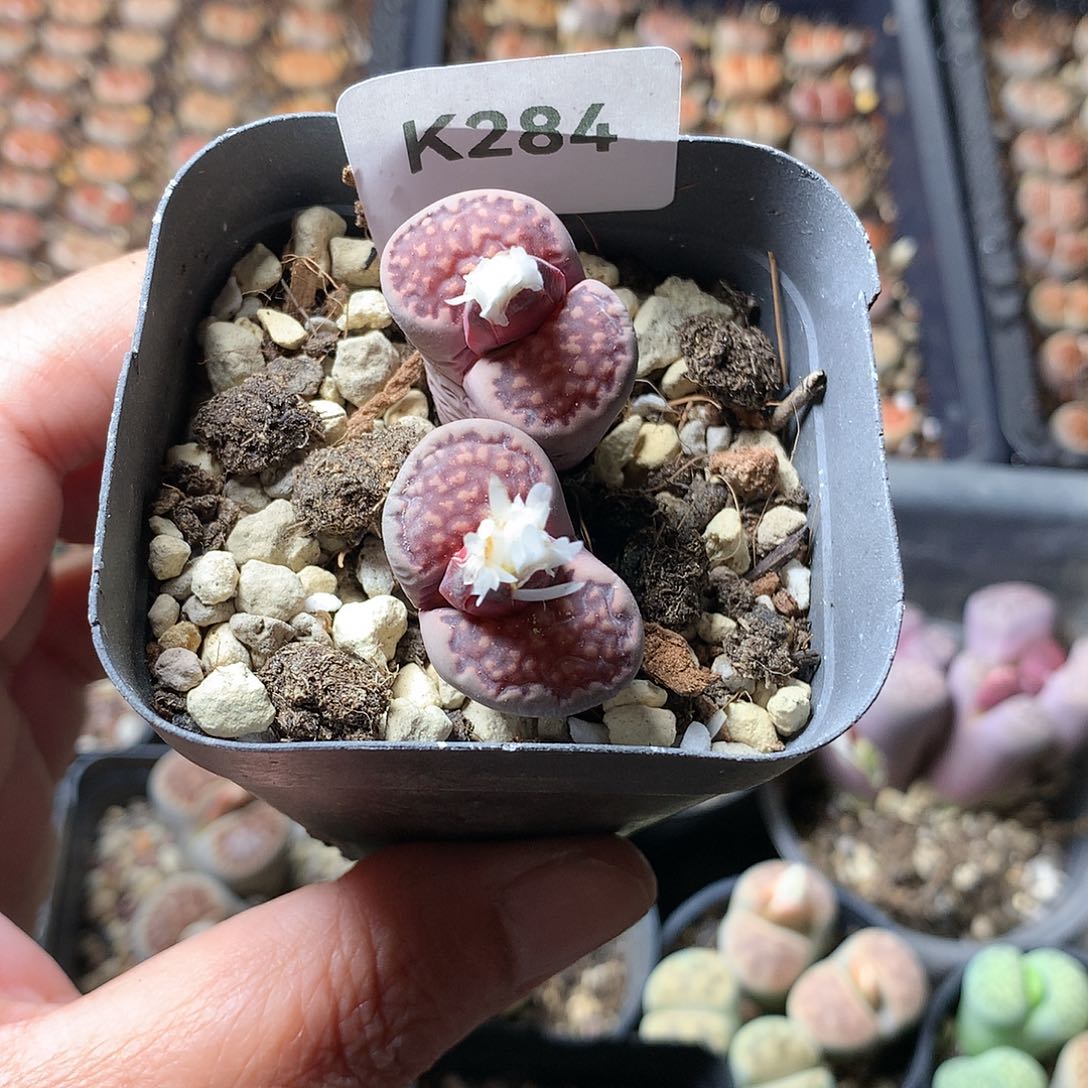 M**aK284多肉植物保护
