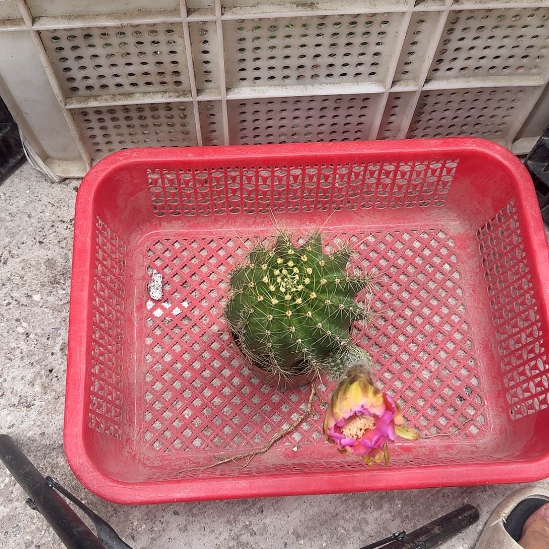 星***意无花朵彩草哈哈哈哈哈哈哈哈
