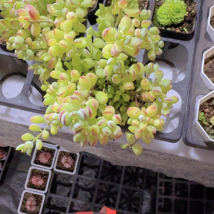 达摩福娘新品一颗大群