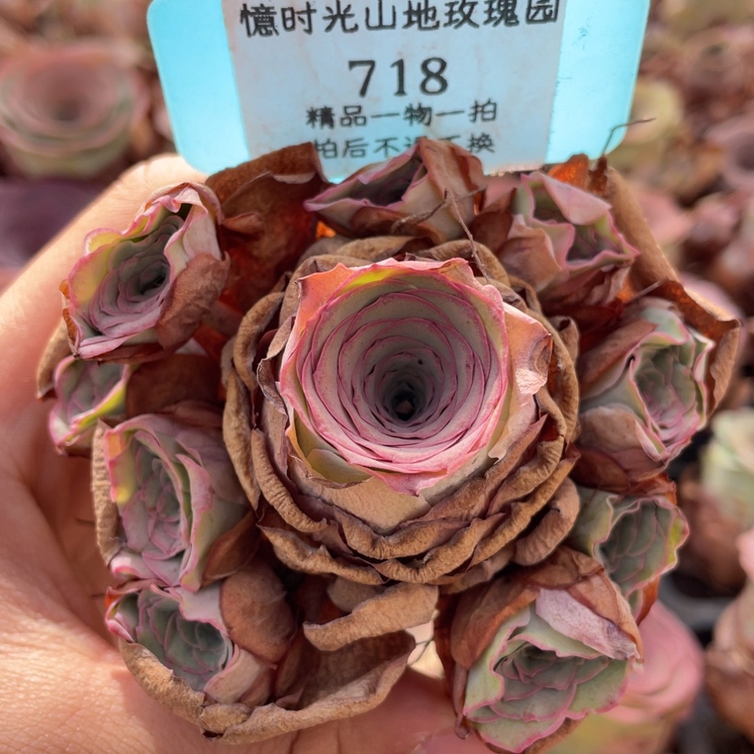 山地玫瑰718断枝不包损不售后