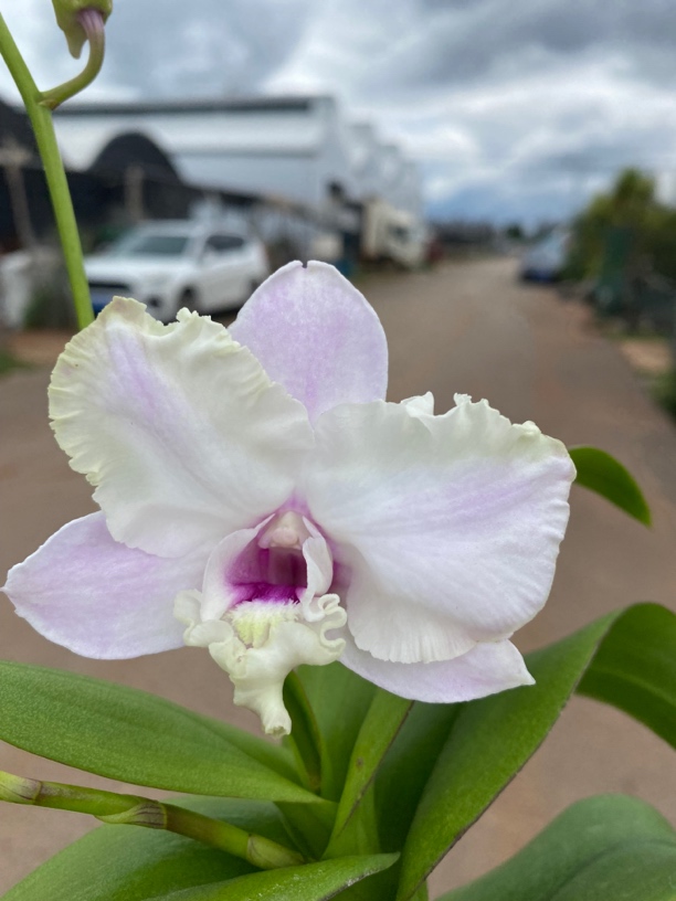 卡雅娜秋石斛盆栽卷边室内外阳台客厅淡粉石斛兰多年生婆娑之恋