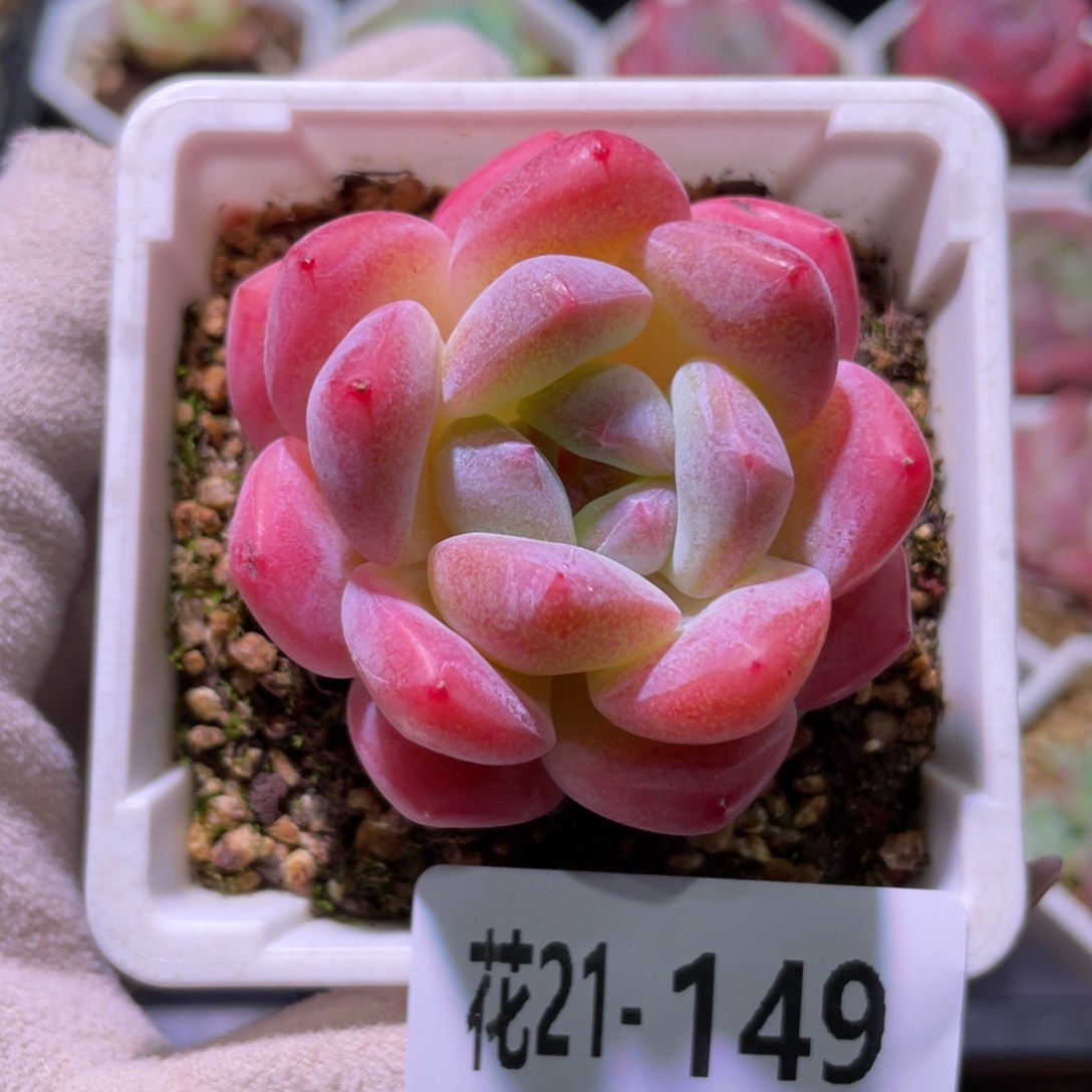 花利美21-149新品