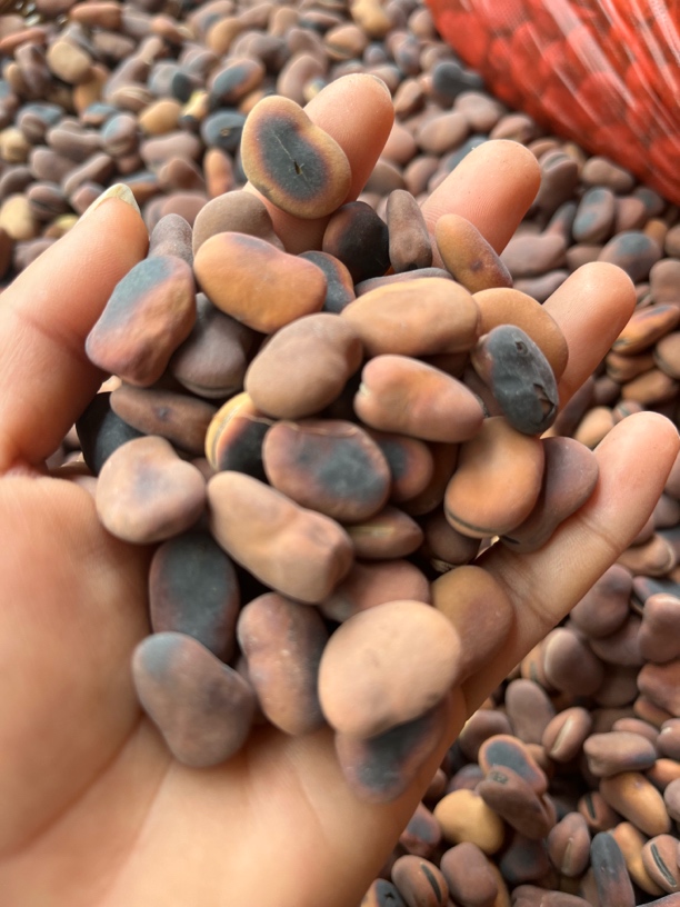 云南美食纯手工火刨蚕豆农家制散装火灰豆