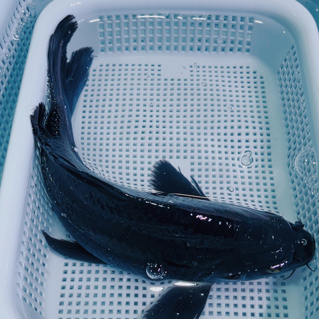 锦鲤锦鲤冷水鱼观赏