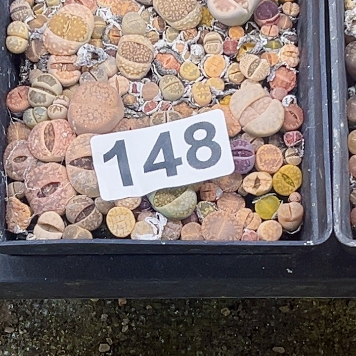 148十方生石花一物一图如图