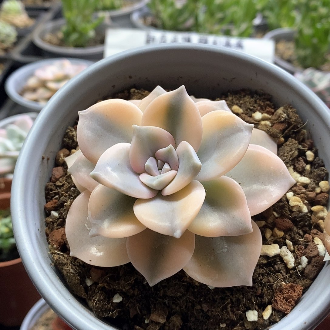 1761粉紫乐腹轮锦多肉