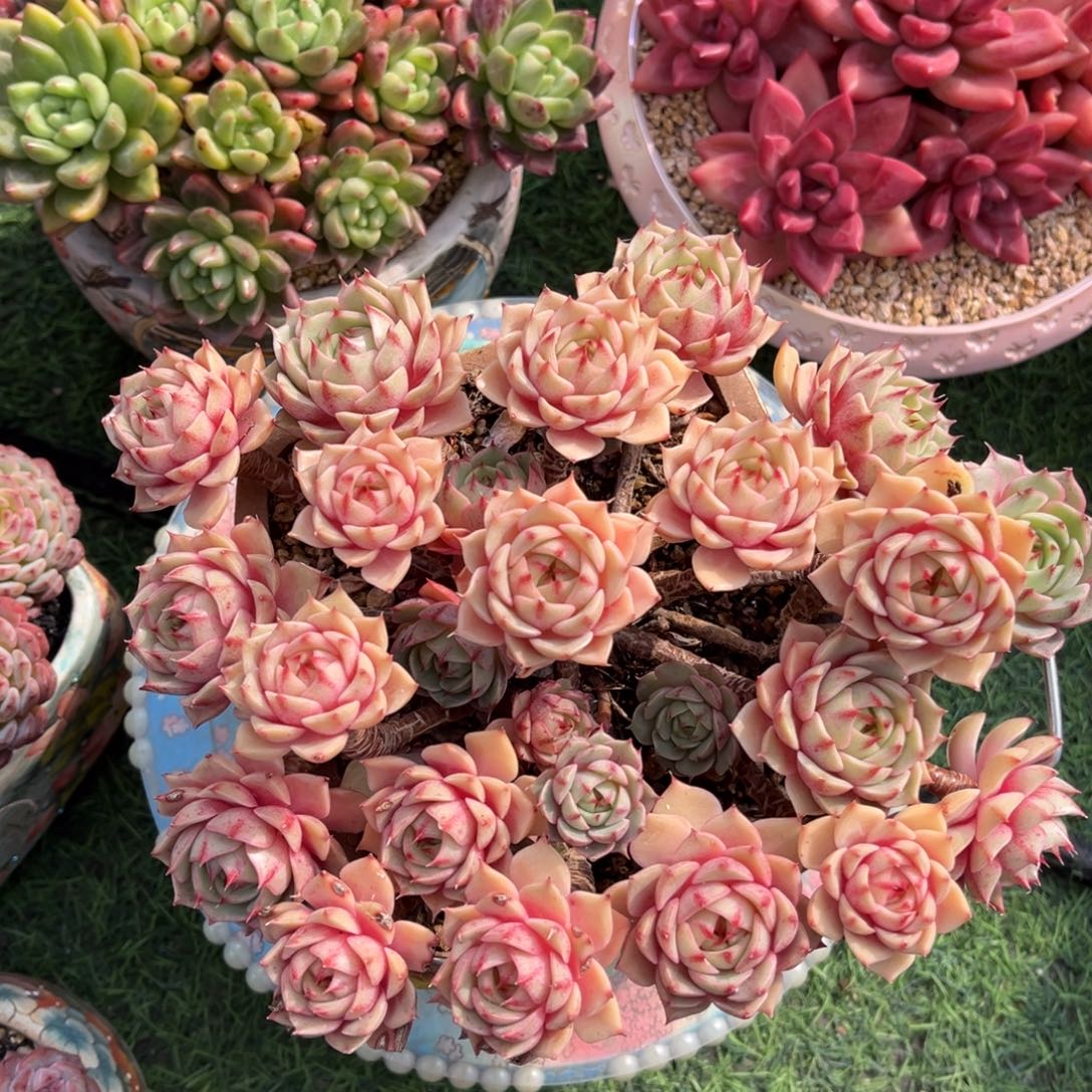 本吧老桩一物一拍