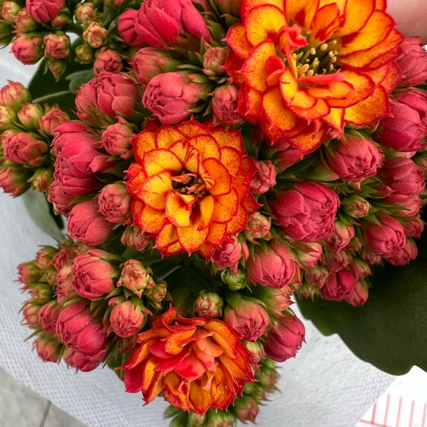 长寿花园～【彩霞】130盆大颗型独杆苗