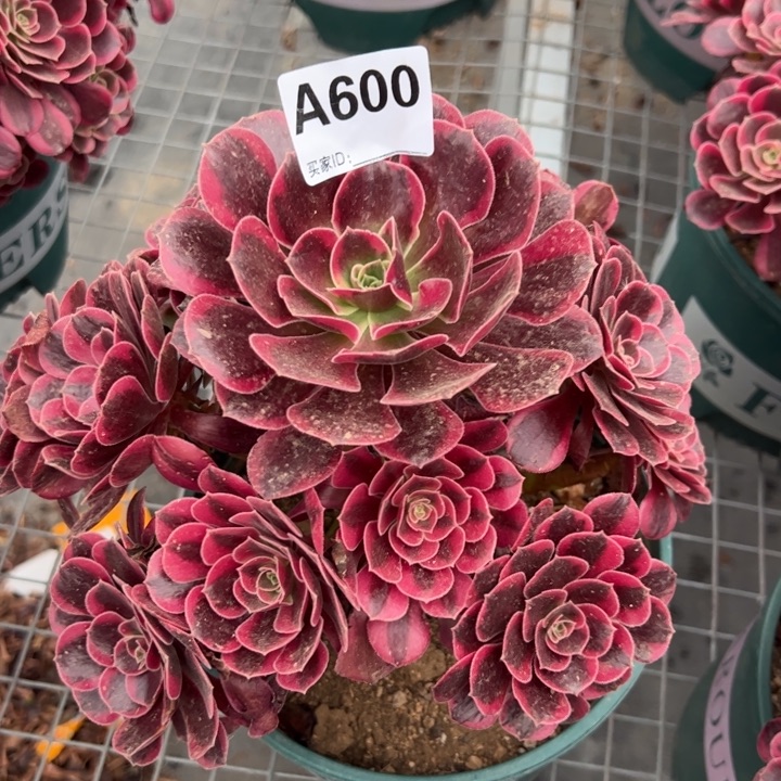 600凤冠22厘米左右半木质多肉