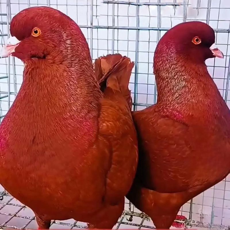 正宗元宝鸽观赏鸽肉鸽特大品种适合养殖与观赏