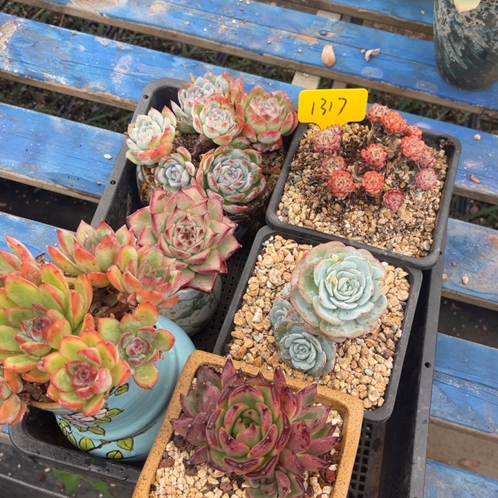 芳***芳1317 0000000000000000000
