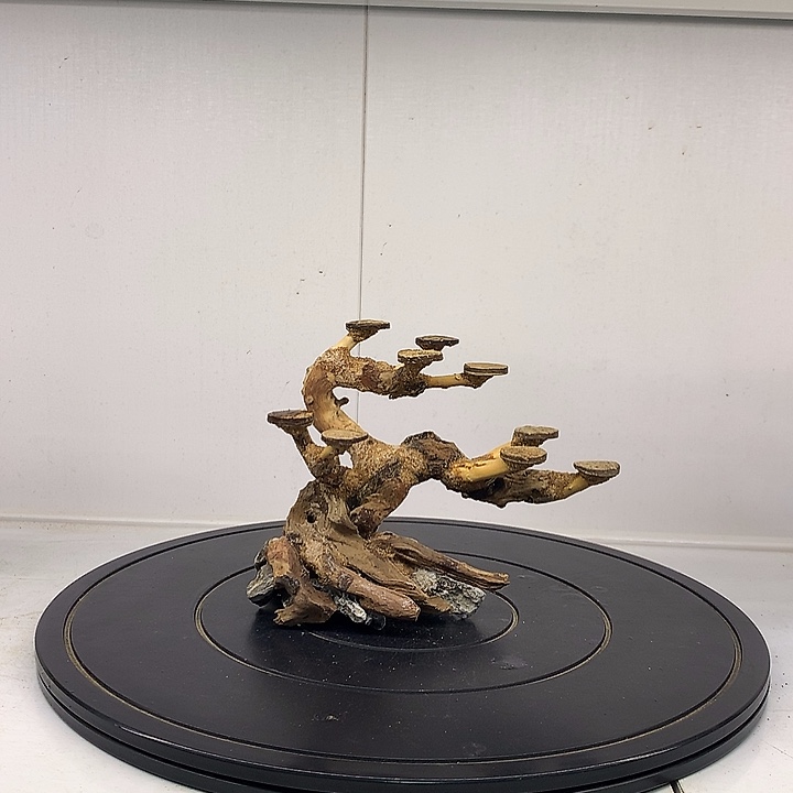 *****莫斯树19哈哈哈哈哈