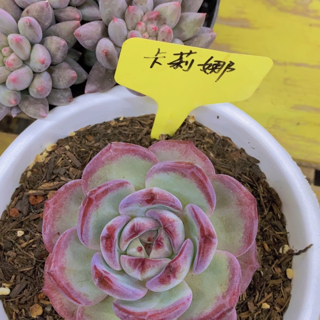 快乐至上，开心无价，一物一拍