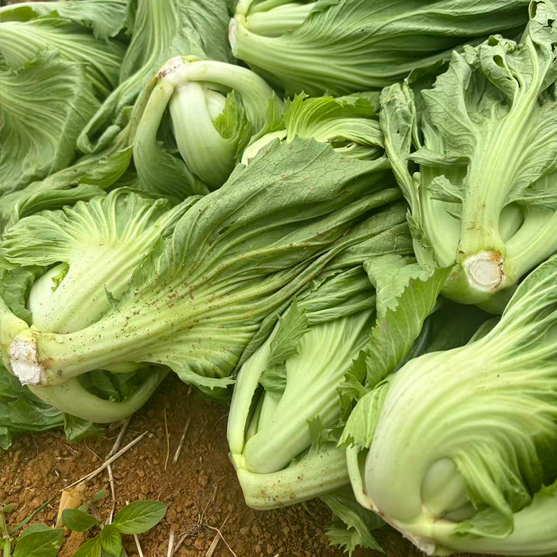 现摘现发农家自种新鲜芥菜包心玉菜盖菜当季可做酸菜蔬菜