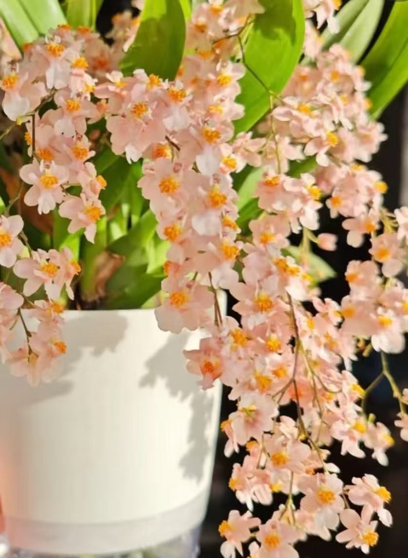 梦香兰 (香槟色130盆10支剑以上)零下4度拍保温 不拍冻不售后