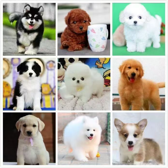 A￥直播间售卖博美比熊拉布拉多柯基泰迪等多种活德牧体幼犬%100