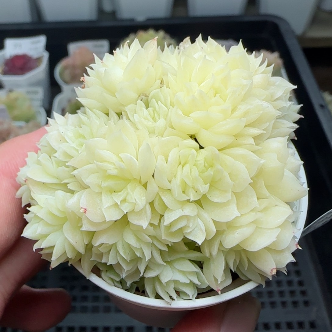 0129-81白底麦秆