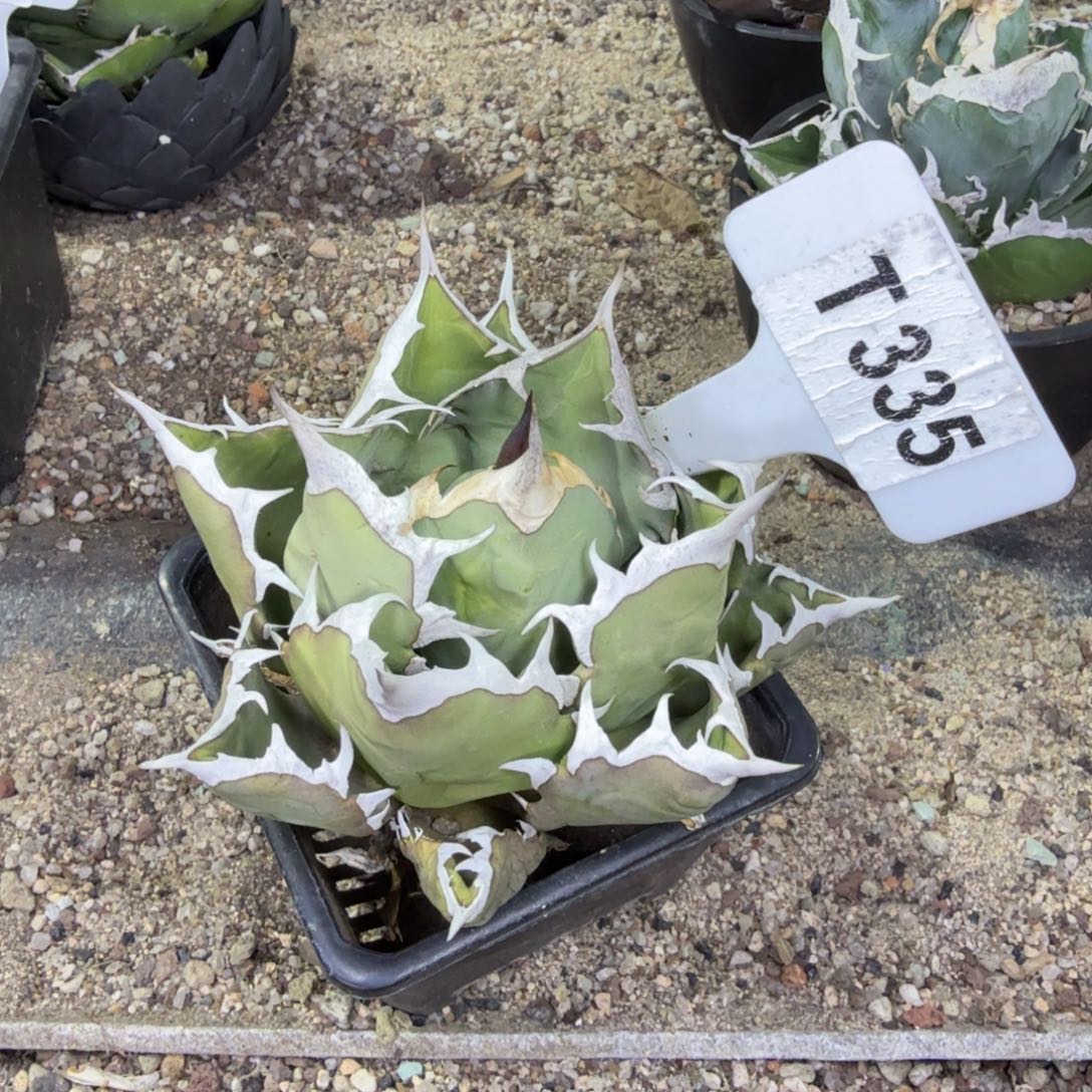 鸡****福利姬仁脱土发货