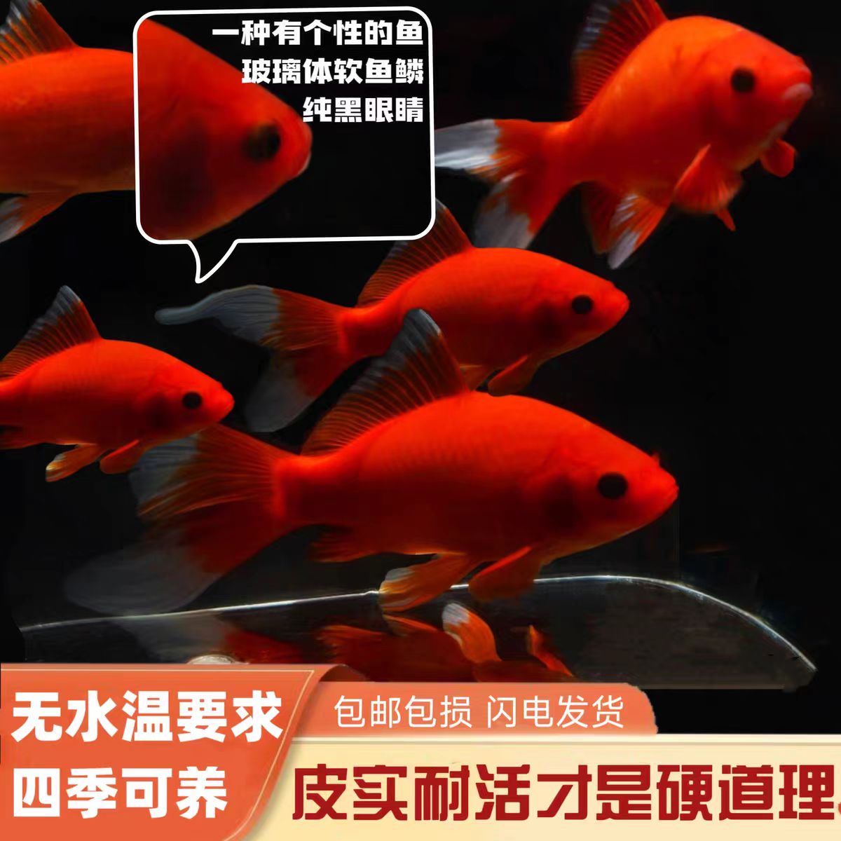 冷水鹦鹉鱼招财红鱼淡水好养易活红色观赏鱼好养耐活玻璃眼葡萄眼
