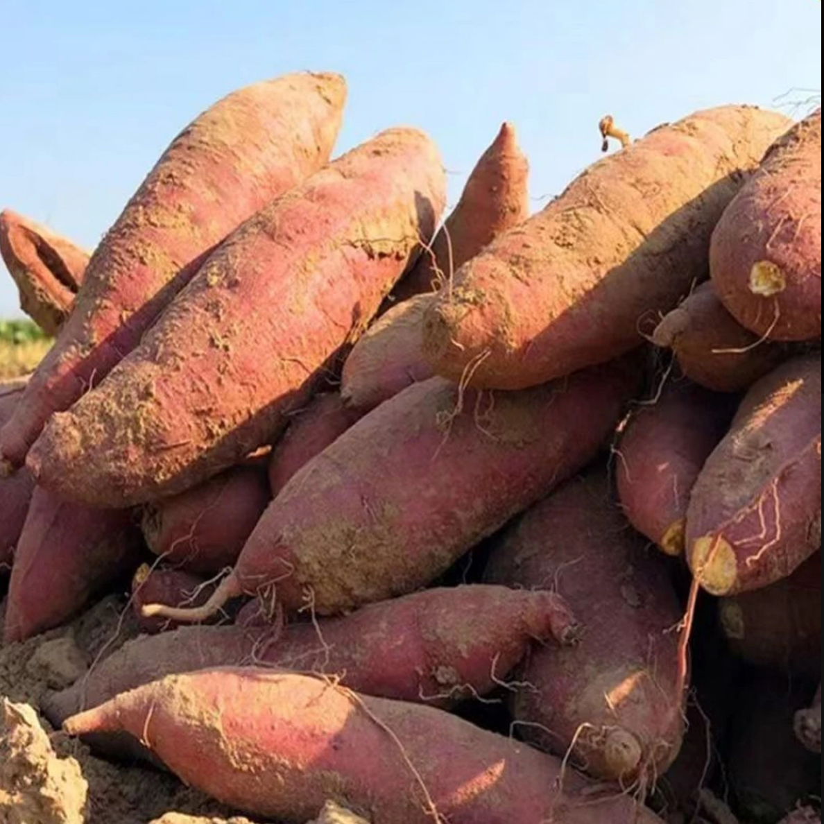 正宗黄心蜜薯新鲜现挖软糯香甜