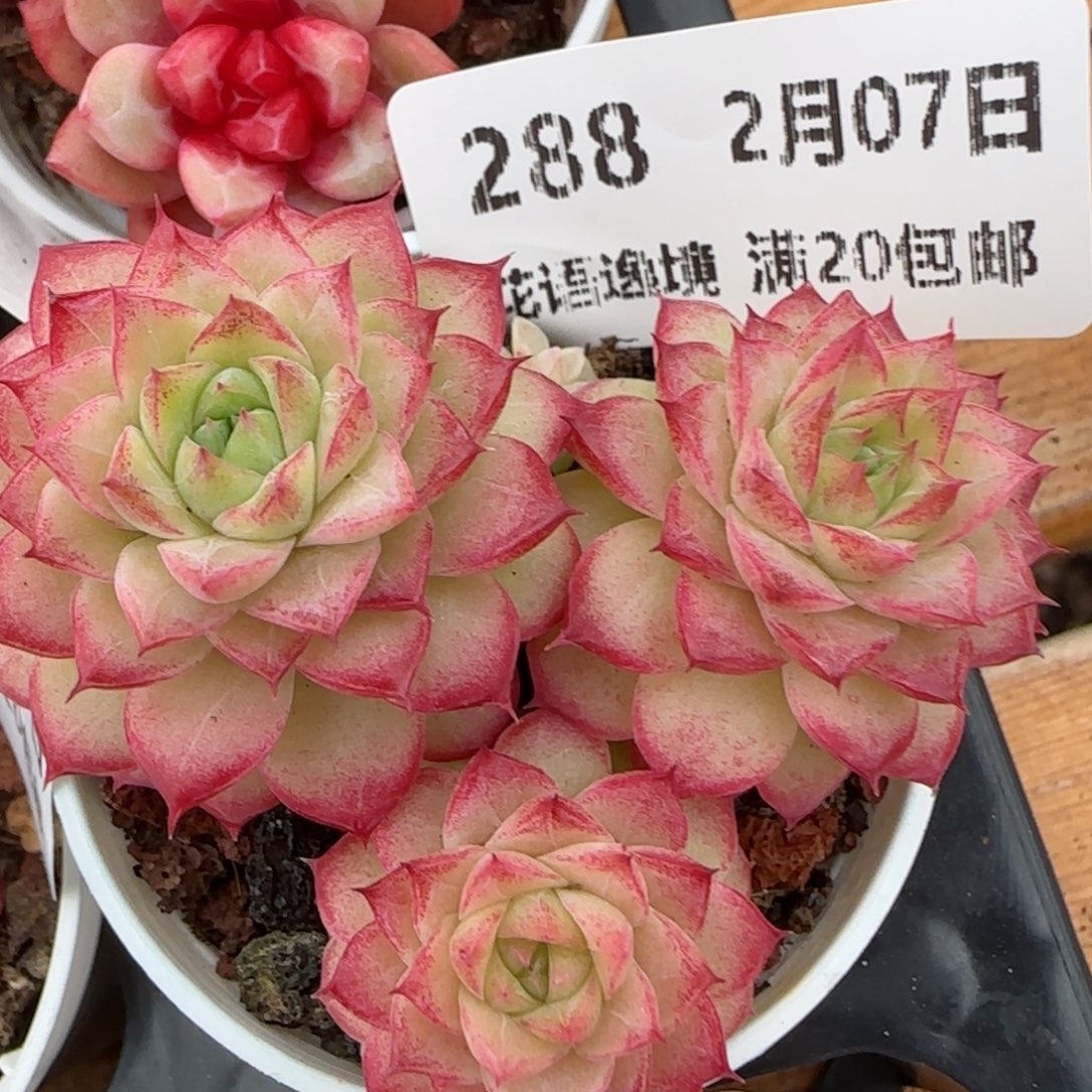 花语逸镜0207-288