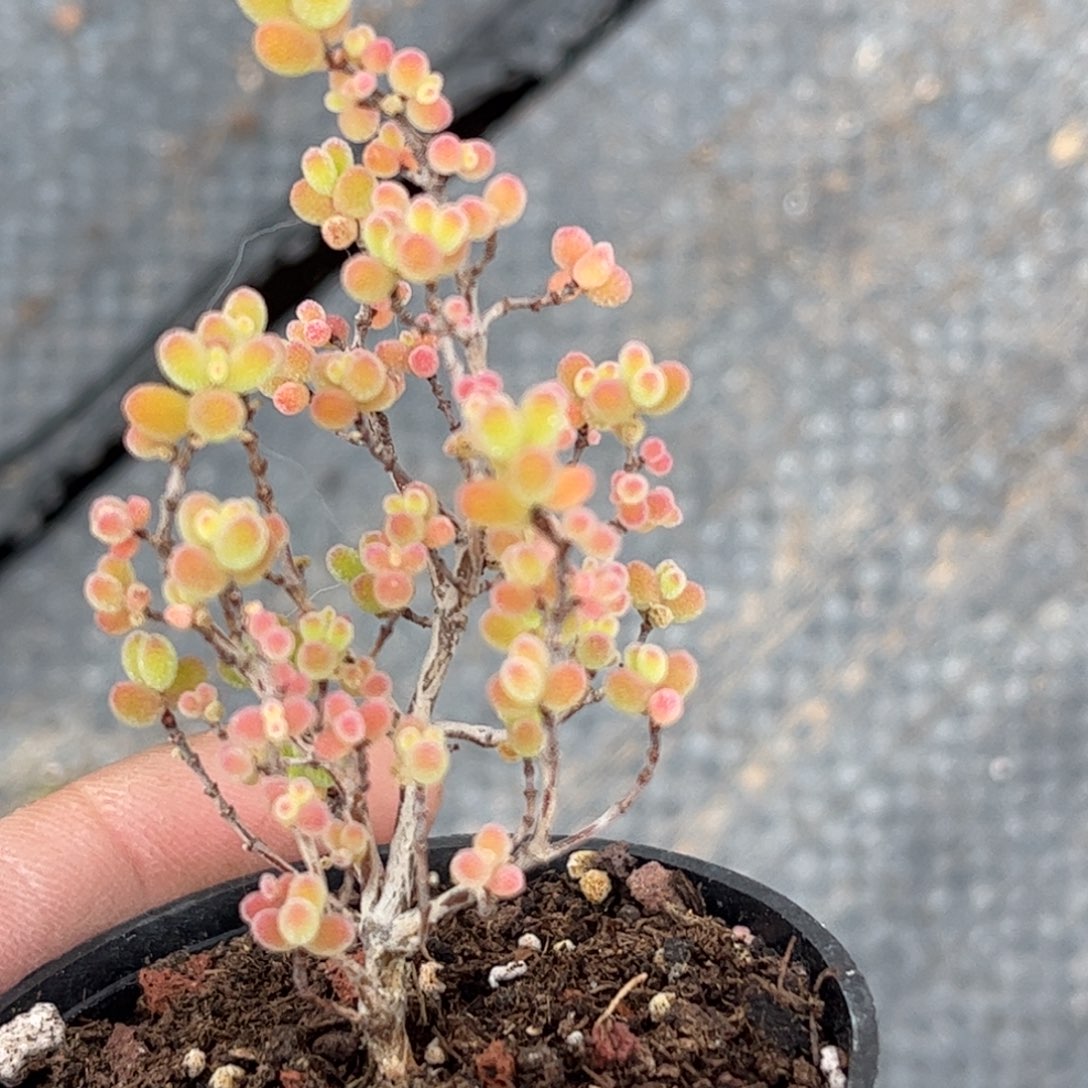 蜜桔糖球优选枝干