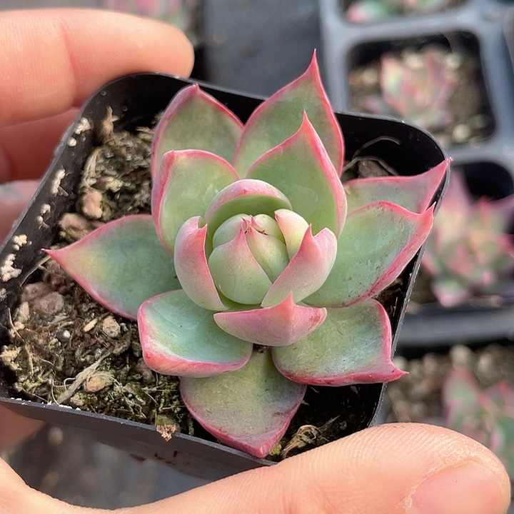 惊鸿窄叶5元2颗满18包邮