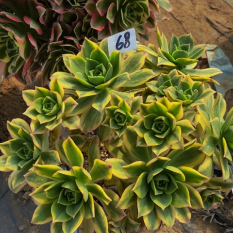 星爆多肉植物68多肉