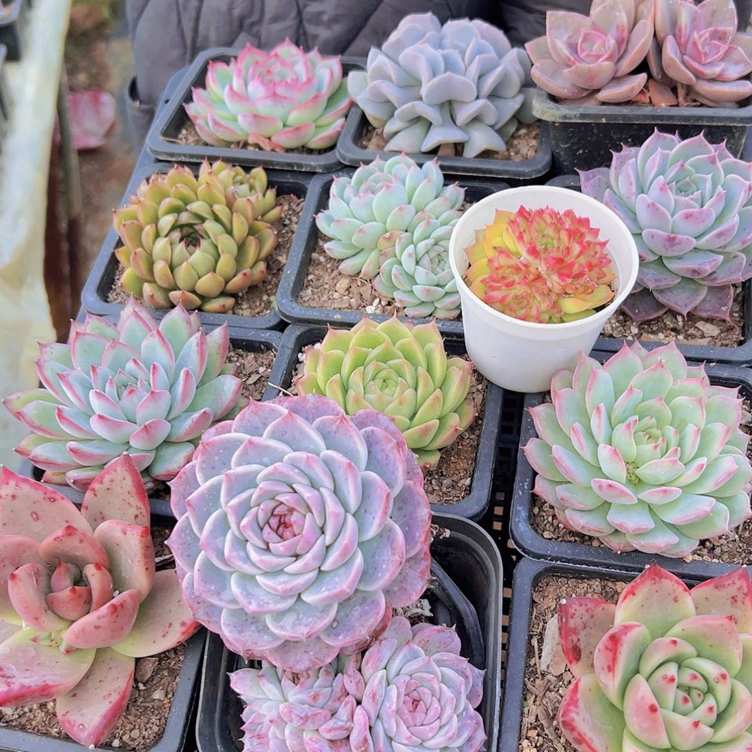 16个随机脱土发货