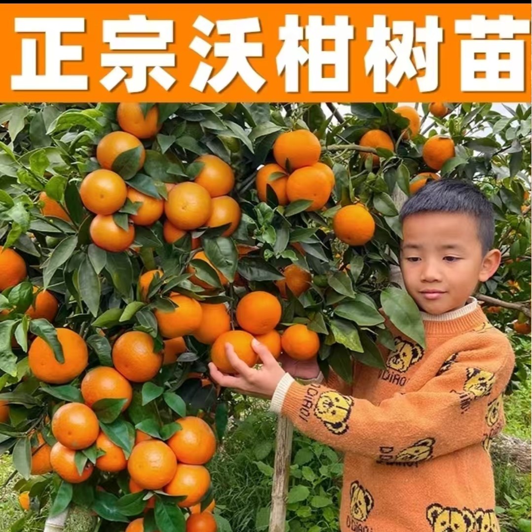 鲜甜可口原盆原土带青果耐寒耐热阳台庭院种植