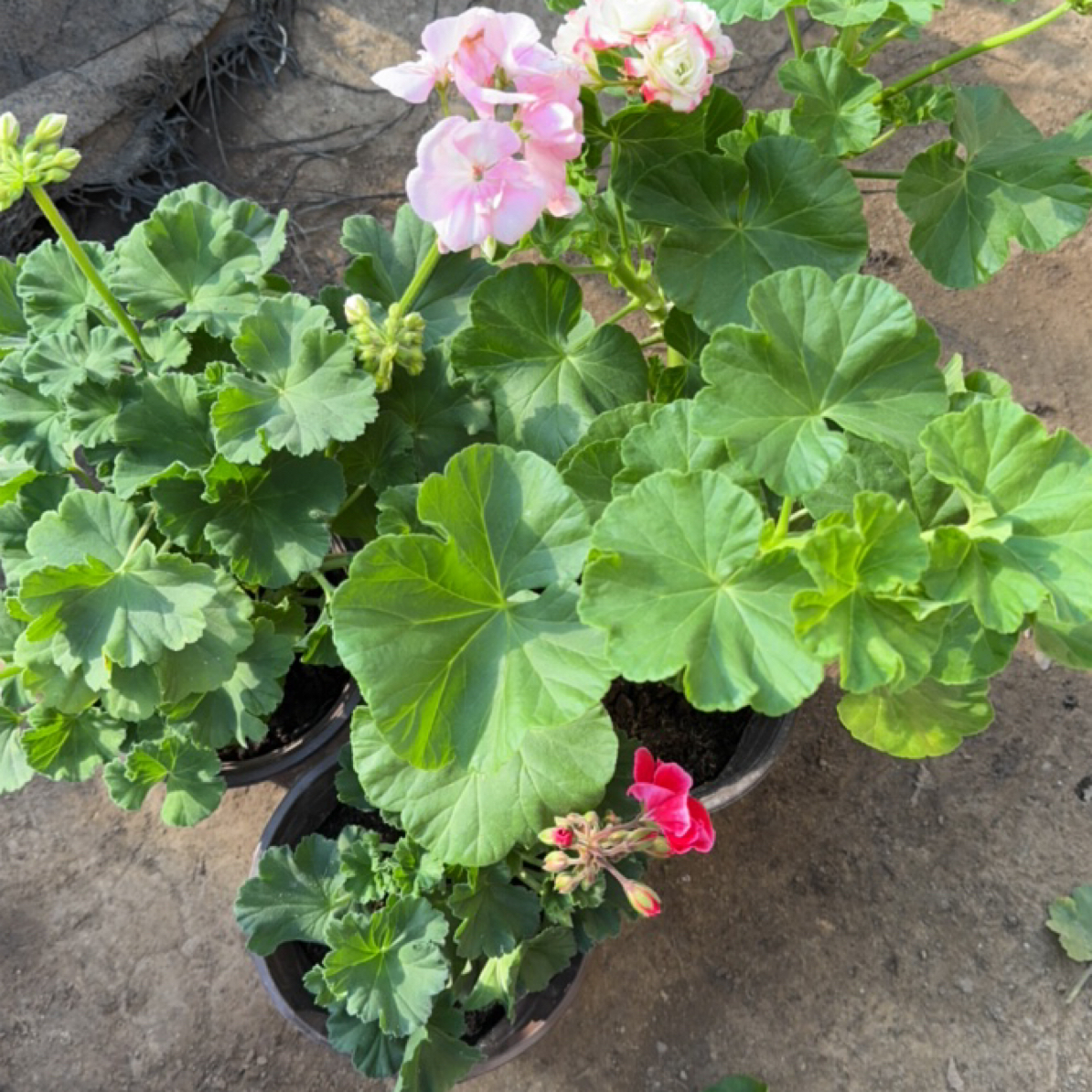 天竺葵3盆包邮到家