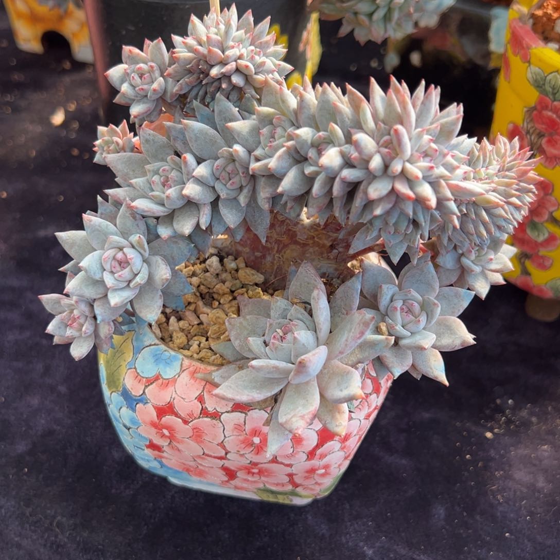 星影24头 新年快乐 新年快乐 新年快乐